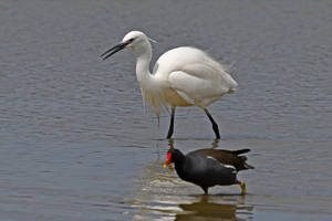 6106 Little Egret