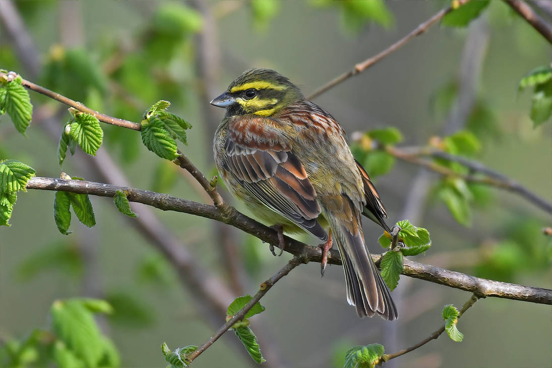 8429 Cirl Bunting Bruant Zizi By RealMantis On DeviantArt 8429-cirl-bunting-bruant-zizi-by-realmantis-on-deviantart
