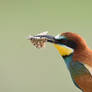 0467 Bee-eater