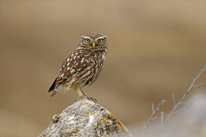 0881 Little Owl - Cheveche d'Athena