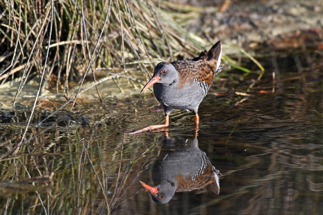 7647 Water Rail - Rale d'eau by RealMantis on DeviantArt