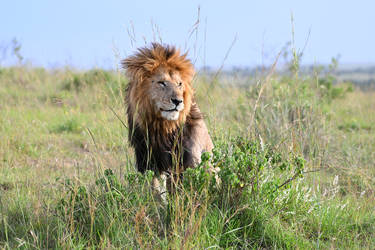 4936 The Lion King