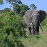3989 Elephant in the bush