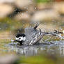 6654 White Wagtail - Bergeronnette grise