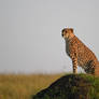 6057 Cheetah at sunrise - Guepard