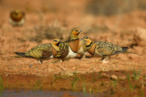 9265 Pin-tailed Sandgrouse / Ganga cata