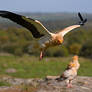 0274 Egyptian Vulture - Percnoptere d'Egypte