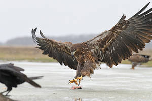 8402 White-tailed Eagle - Pygargue a queue blanche