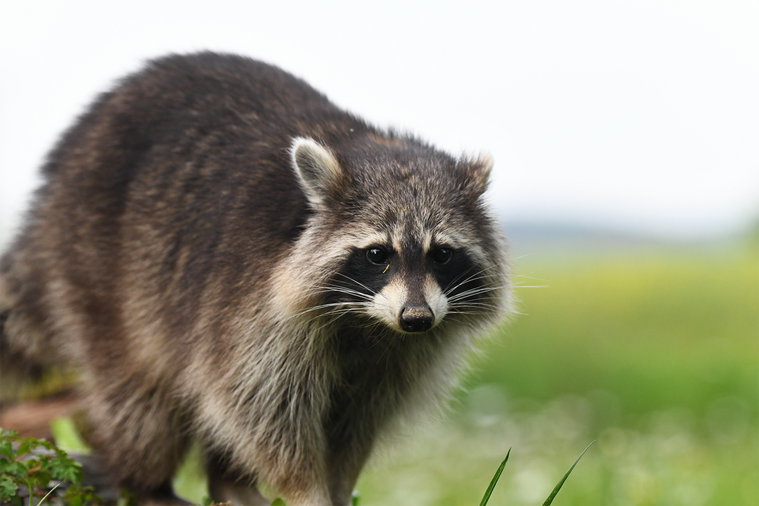 6741 Raccoon by RealMantis on DeviantArt
