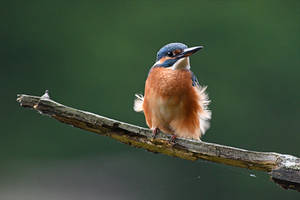 2102 Common Kingfisher / Martin-pecheur