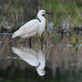 5286 Little Egret