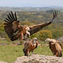 0856 Griffon Vulture - Vautour fauve