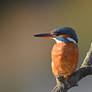3431 Kingfisher / Martin-pecheur