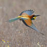 1371 Bee-eater