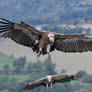 1363 Griffon Vulture - Vautour fauve