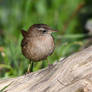 5446 Wren / Troglodyte mignon