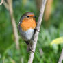 1321 Robin / Rouge-gorge