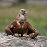 2233 Griffon Vulture - Vautour fauve