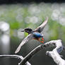 5361 Kingfisher / Martin-pecheur