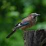 2547 Eurasian Jay - Geai
