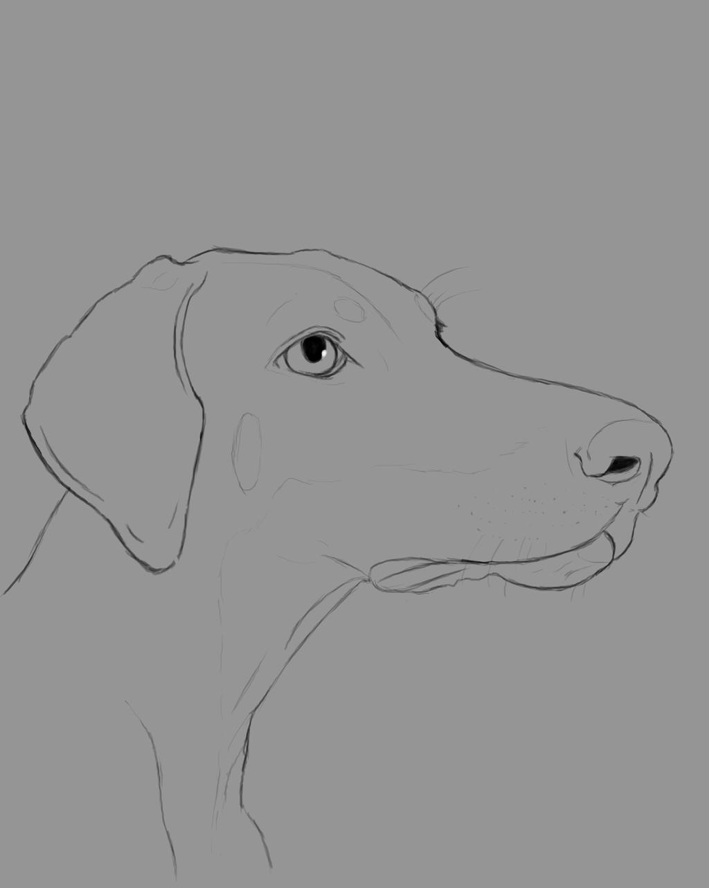 Doggo Daily sketch #661