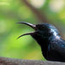 Sunbird Singin'