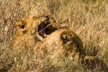 Little Lions