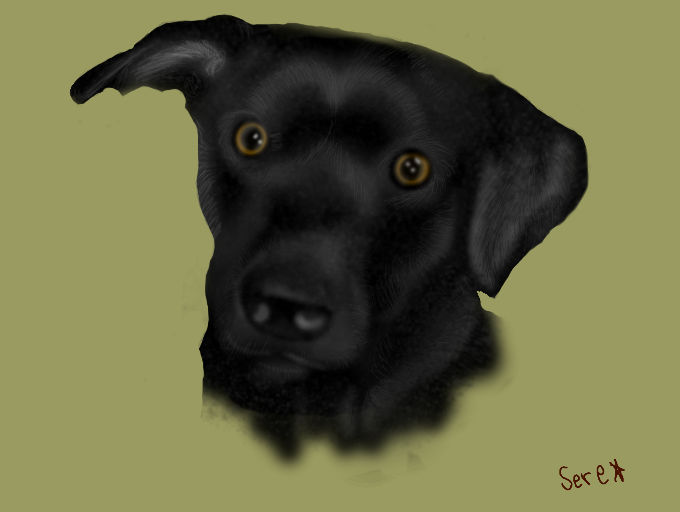 Black Lab Deviantart Black Labrador by Flamiya on DeviantArt