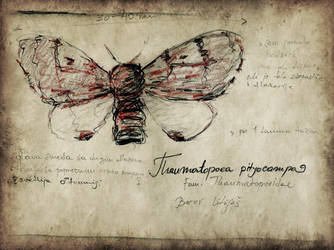 ::Thaumatopoea pityocampa::