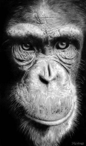 Chimpance by raulrk Chimpance by raulrk