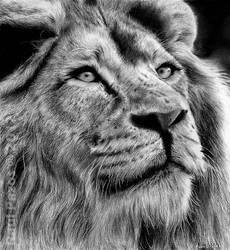 Lion by raulrk