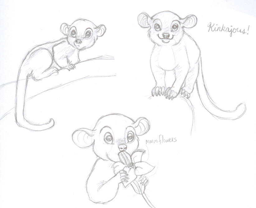 Kinkajou Sketches