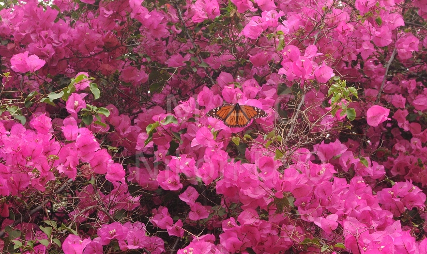 Bourgenvilla Butterfly