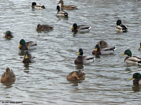 Ducks