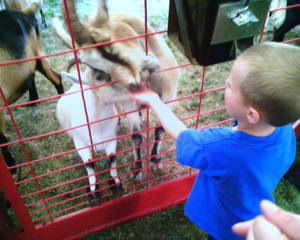 Petting ZOO