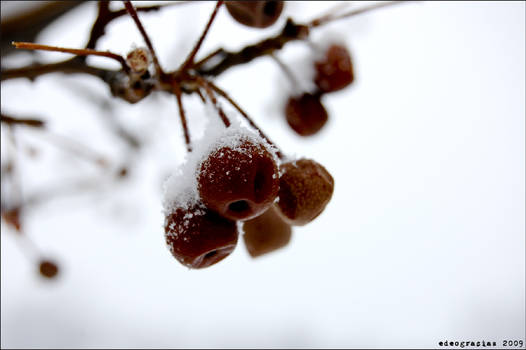 Snowy Berry