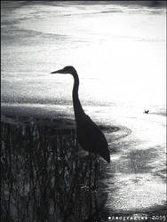 Heron On The Lake