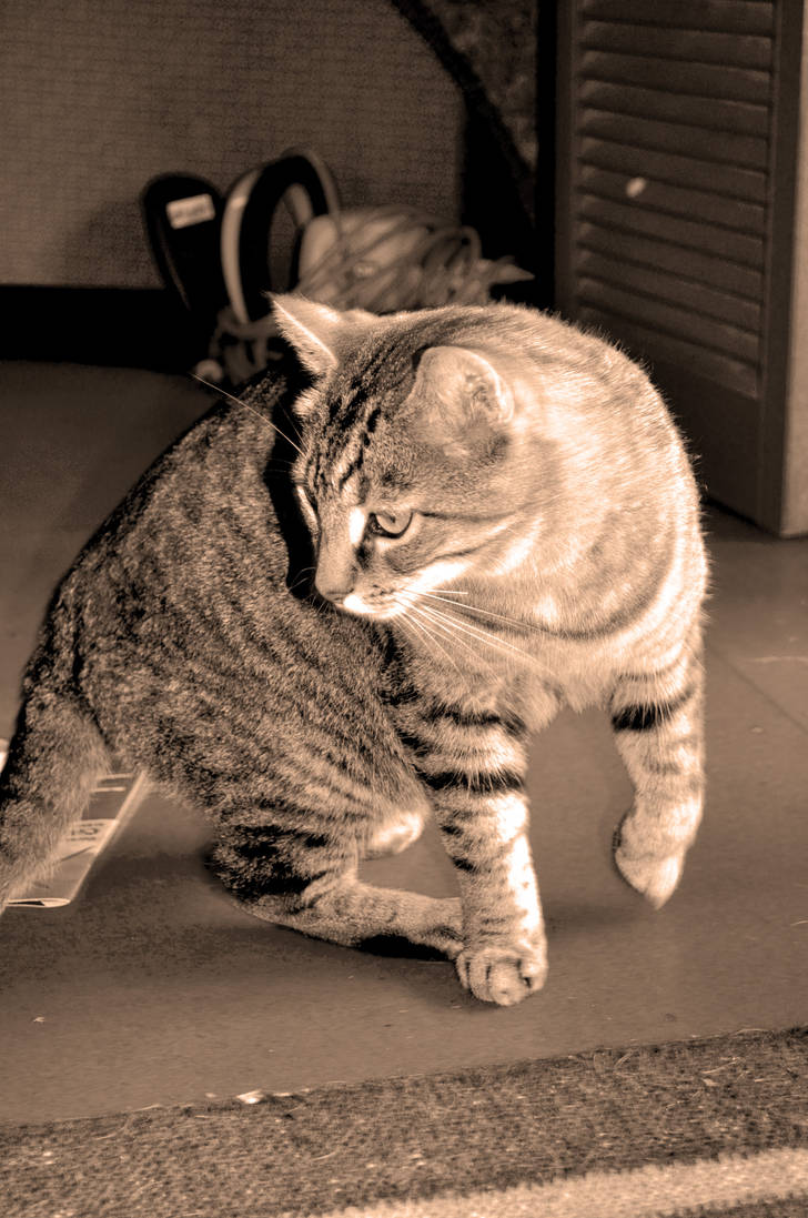 Hendix II by BeautifullyAwkward on DeviantArt