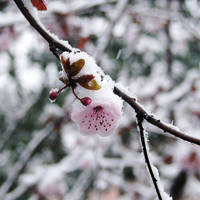 Snow blossom