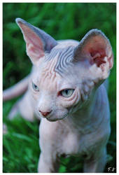 Little sphynx