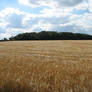 Barley Field 04