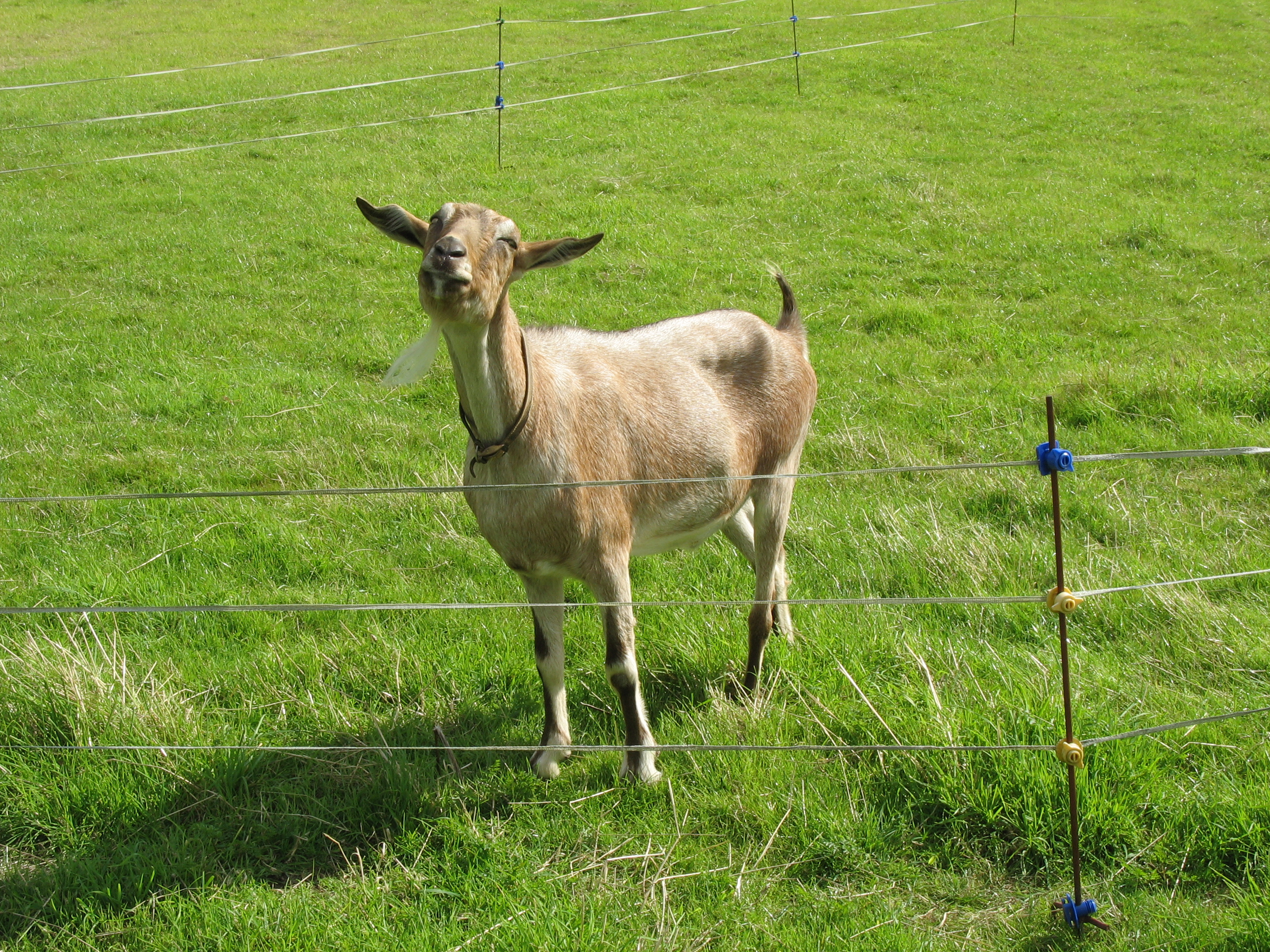 Henry the Goat 01