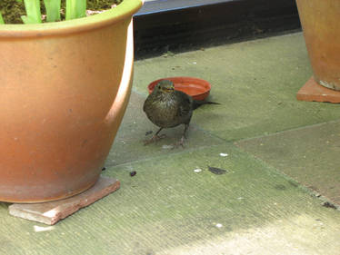 Female Blackbird 06