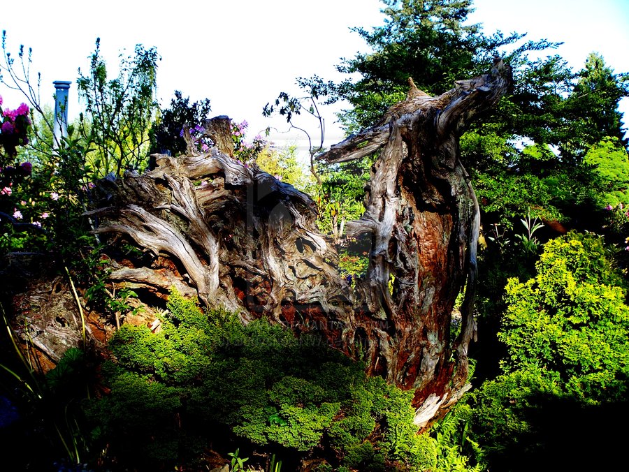 Ghostly Tree Stump