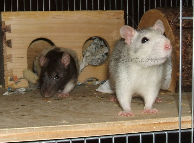 rats, elona and seraphina