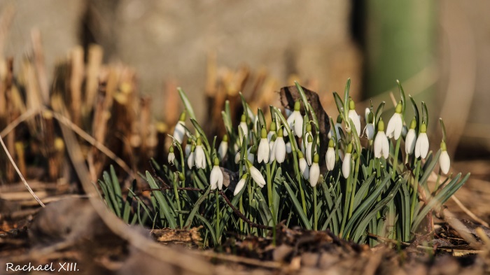 first snowdrops