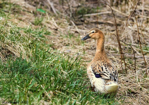 female duck by RachaelXIII