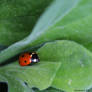 ladybug