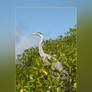 Gray Heron