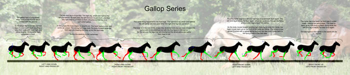 Gallop